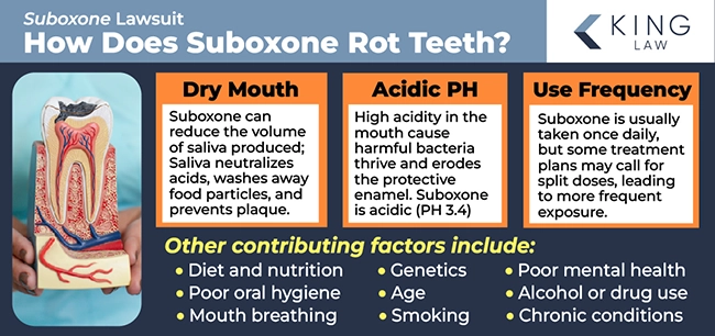 This infographic lists the three main reasons Suboxone rots your teeth and briefly explains why. It also lists some other contributing factors to Suboxone tooth rot. Image of a rotted tooth model held by a dentist. 